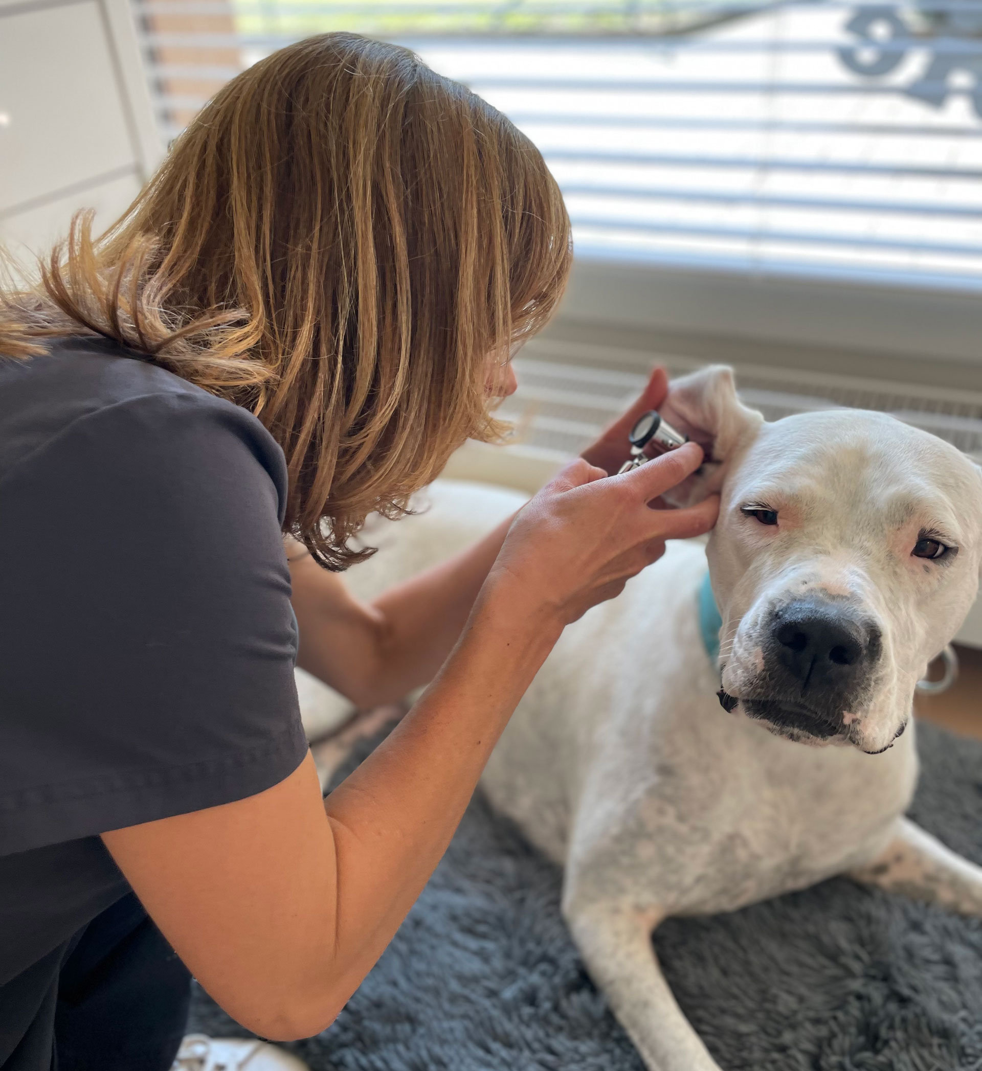 opoil veterinaire